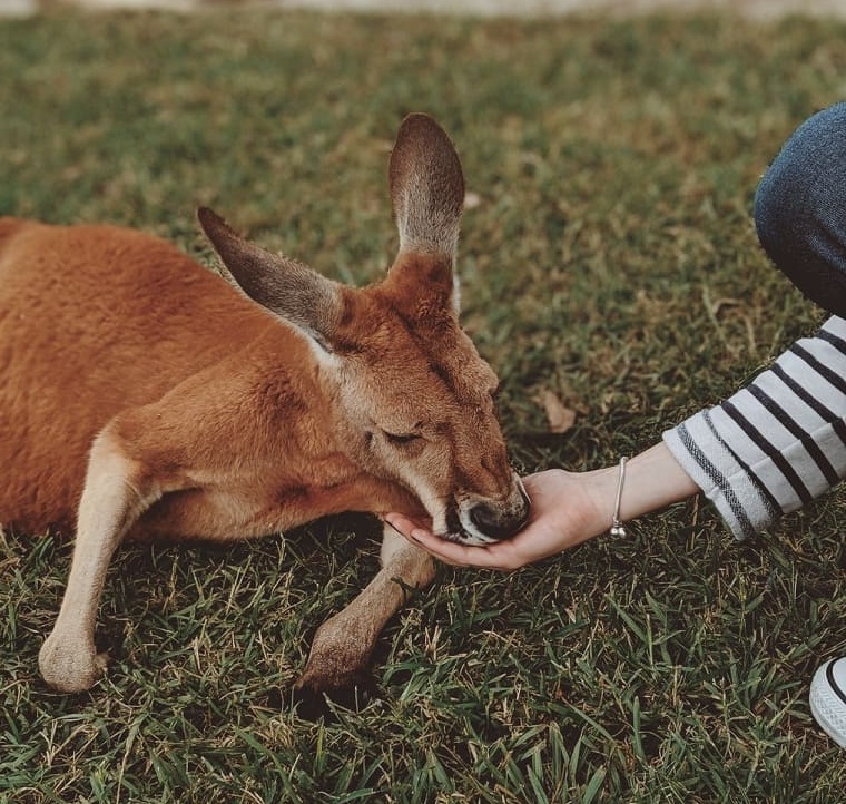 Etología: Comportamiento Animal